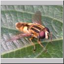 Helophilus hybridus - Helle Sumpfschwebfliege 01.jpg